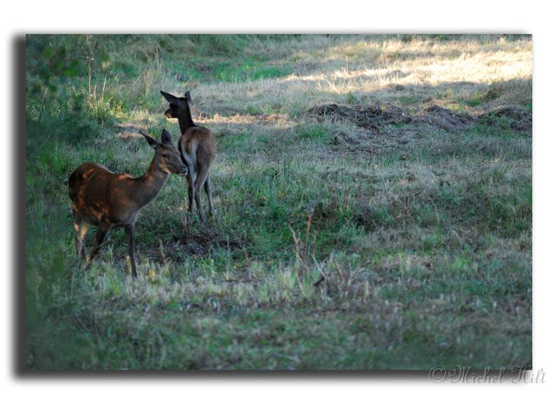 99-MH03688-biche-et-son-faon--cerf-elaphe-cervus-elaphus.jpg
