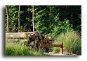 01-Entree-de-la-foret-MH01877