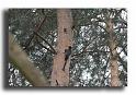07-pic-noir-en-train-de-perforet-une-loge-qui-ne-sera-pas-forcement-occupee-HM00087-pic-noir-dryocopus-martius