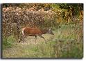 101-MH04032-biche-cervus-elaphus_1