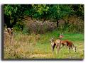 102-MH04045-biches-cervus-elaphus_1