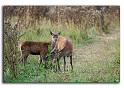 103-MH04070-biche-&-son-faon-cervus-elaphus_1