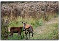 104-MH04071-biche-&-son-faon-cervus-elaphus_1