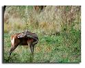 105-MH04091-biche-cervus-elaphus
