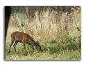 107-MH04630-cerf-elaphe-cerfus-elaphus