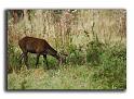 108-MH04634-biche-cerf-elaphe-cerfus-elaphus