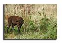 109-MH04635-biches-cerf-elaphe-cerfus-elaphus