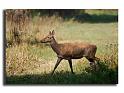 110-MH04705-cerf-elaphe-cerfus-elaphus