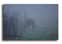 116-MH04567-cerf-elaphe-cerfus-elaphus
