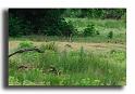 12-HM00814-pic-vert-picus-viridis