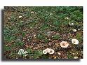 124-DSCF0025_1-Clitocybe-gibba