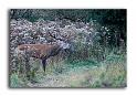 125-MH04100-cerf-elaphe-cervus-elaphus