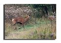 128-MH04668-cerf-elaphe-cerfus-elaphus