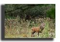 129-MH04026-cerf-elaphe-cervus-elaphus_1
