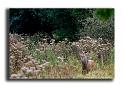 130-MH04021-cerf-elaphe-cervus-elaphus