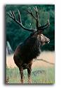134-MH-cerf-au-brame-1-scan-kodachrome