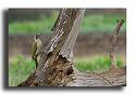 14-HM00829-pic-vert-picus-viridis