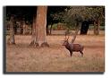 141-MH03909-cerf-elaphe-cervus-elaphus