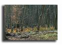 145-sous-bois-d-hivert