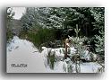 147-DSCF2573_1-la-vallee-de-l-enfer-lozere