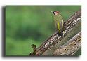 15-voici-le-pic-vert-male-que-l'on-reconnait-a-ses-moustaches-remplies-de-couleur-rouge-HM00836-pic-vert-picus-viridis