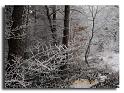 155-RSC0007-les-premiers-froids