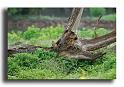 16-pic-vert-cherchant-sa-nourriture-MH01822-pic-vert-picus-viridis