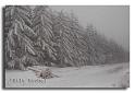 179-RSC0022-une-foret-siberienne