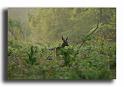 18-dans-cette-atmosphere-on-est-pas-loin-des-surprises-chevrette-Capreolus-capreolus-269