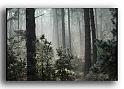 185-MH0018-matin-d-hiver-en-foret