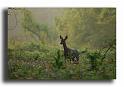 19-...et-quand-on-sait-se-faire-discret-...-chevrette-Capreolus-capreolus-271