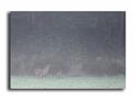 206-MH03562sanglier-(Sus-scrofa)-la-gabilliere