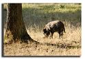 209-HMO2007sanglier-(Sus-scrofa)