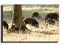 210-HMO2015sanglier-(Sus-scrofa)