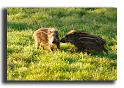 212-HMO2060sanglier-(Sus-scrofa)