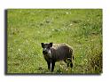 215-MH03801sanglier-(Sus-scrofa)
