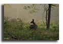22-...et-quand-le-bruit-et-ou-la-chose-est-percue-sans-danger-...-HM0278chevrette-Capreolus-capreolus-