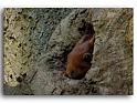 221-HM00279-ecureuil-roux-Sciurides,