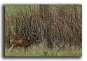 229-MH03617-mouflons-rond-beatrix