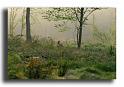 23-l'animal-continu-de...-HM0279chevrette-Capreolus-capreolus-