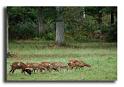 231-MH03623-mouflons-rond-beatrix