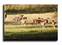 232-HMO2033-mouflon-ovis-ammon-