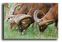 235-HMO2043-mouflon-ovis-ammon