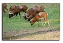 236-HMO2044-mouflon-ovis-ammon