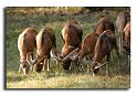 237-HMO2047-mouflon-ovis-ammon-