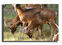 239-HMO2049-mouflon-ovis-ammon