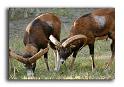 240-HMO2050-mouflon-ovis-ammon