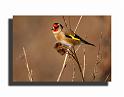244-MH0145-chardonneret-carduelis-carduelis