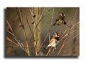 245-MH00146-chardonneret-carduelis-carduelis