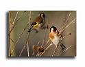 246-MH0151-chardonneret-carduelis-carduelis